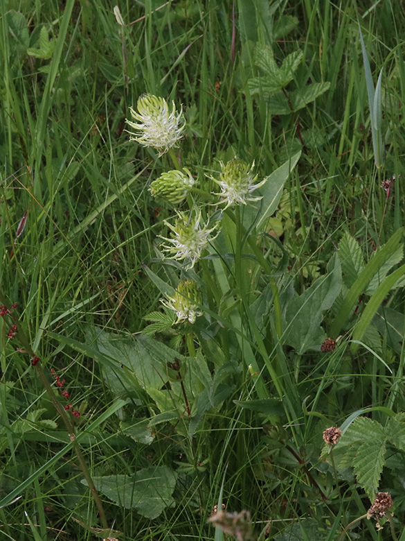 Phyteuma spicatum