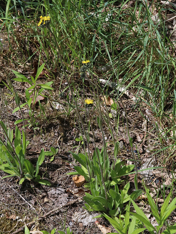 Pilosella glomerata