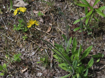 Pilosella glomerata
