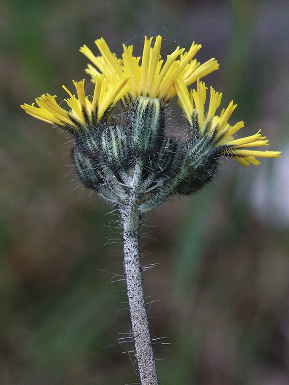 Pilosella glomerata