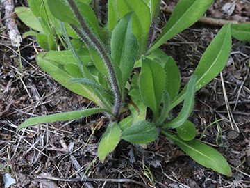 Pilosella glomerata