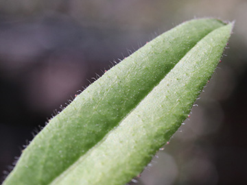 Pilosella glomerata