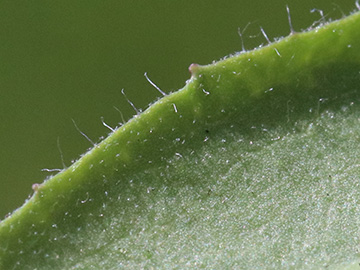 Pilosella glomerata