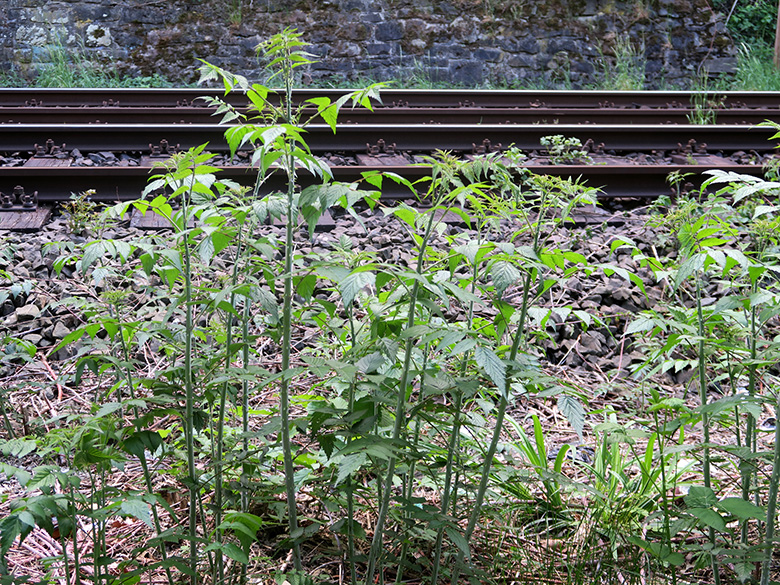 Rubus cockburnianus