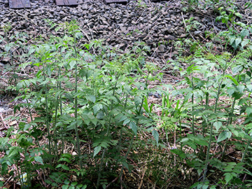 Rubus cockburnianus