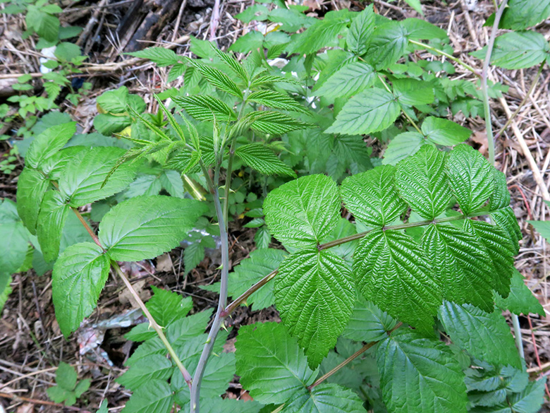Rubus cockburnianus