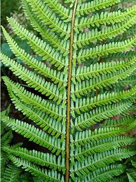 Dryopteris lacunosa