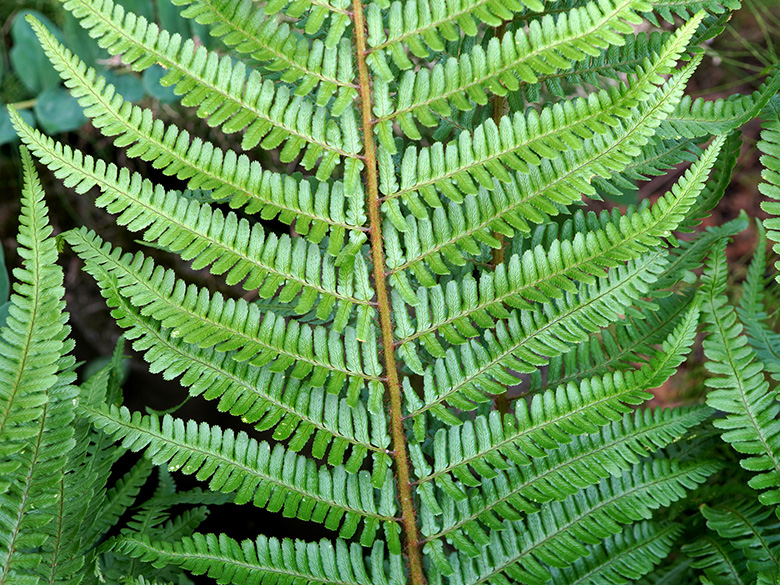 Dryopteris lacunosa