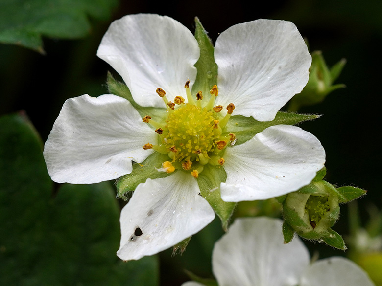 Fragaria vescana