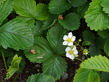 Fragaria vescana