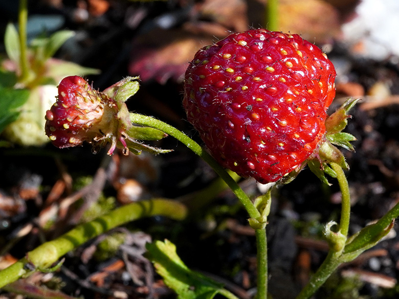 Fragaria vescana