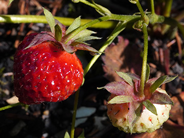 Fragaria vescana