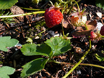 Fragaria vescana