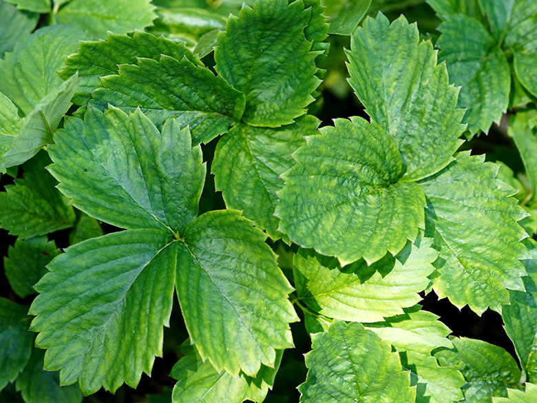 Fragaria vescana