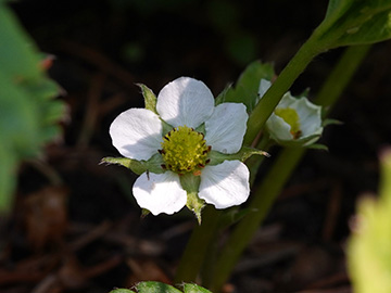 Fragaria vescana