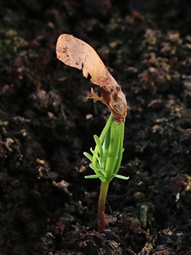 Abies procera
