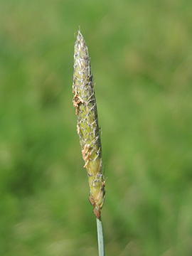 Alopecurus geniculatus