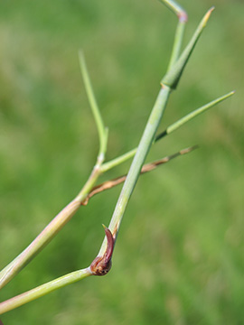 Alopecurus geniculatus