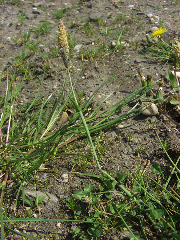 Alopecurus geniculatus