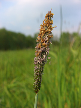 Alopecurus geniculatus