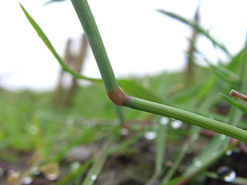 Alopecurus geniculatus