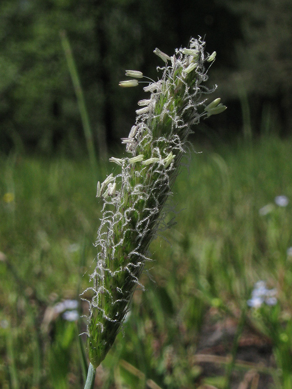 Alopecurus geniculatus