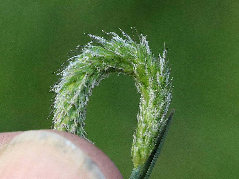 Alopecurus geniculatus