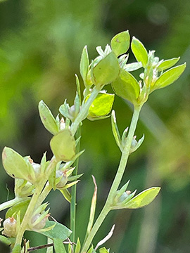 Anagallis minima