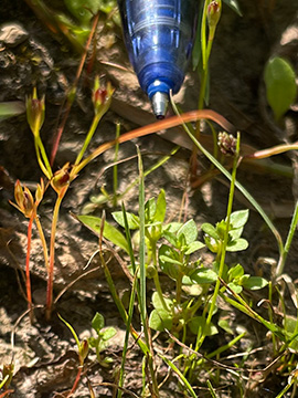 Anagallis minima