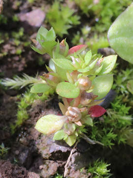 Anagallis minima