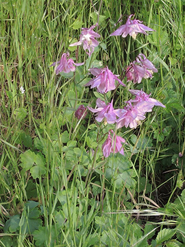 Aquilegia vulgaris cult.