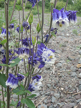 Aquilegia vulgaris cult.
