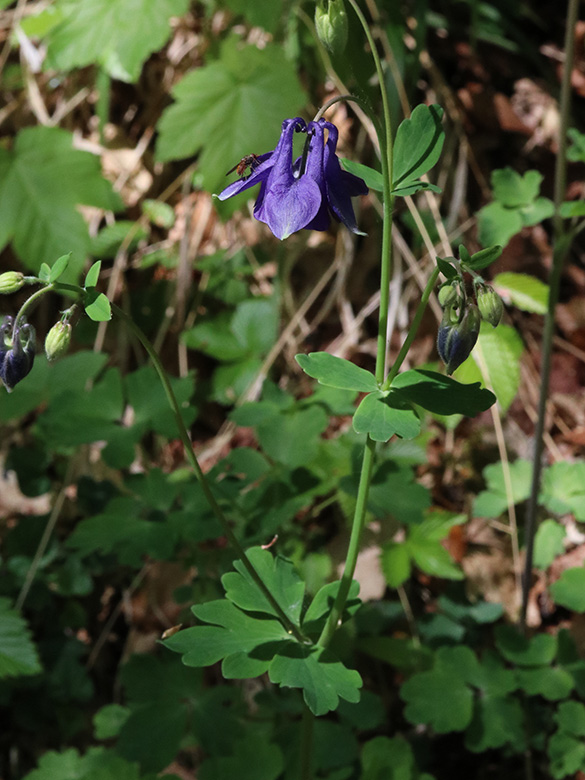 Aquilegia vulgaris