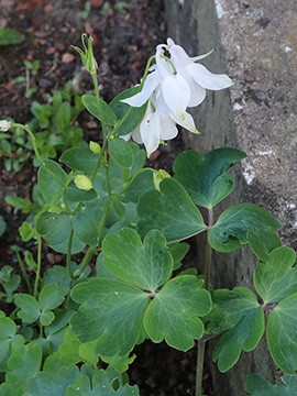 Aquilegia vulgaris cult.