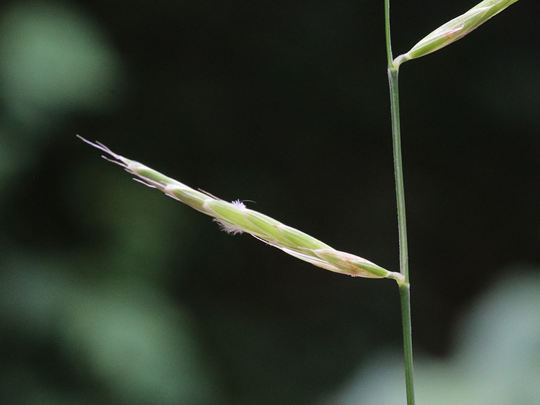 Brachypodium rupestre