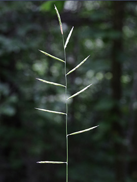 Brachypodium rupestre