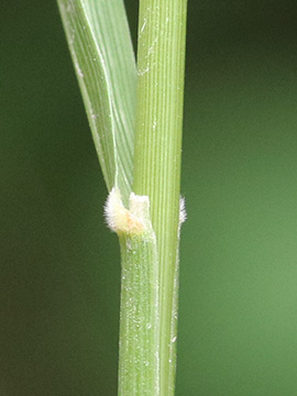 Brachypodium rupestre