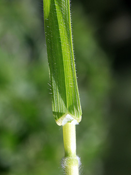 Bromus hordeaceus