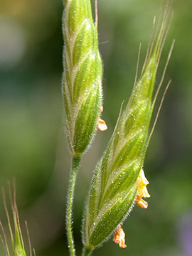 Bromus hordeaceus