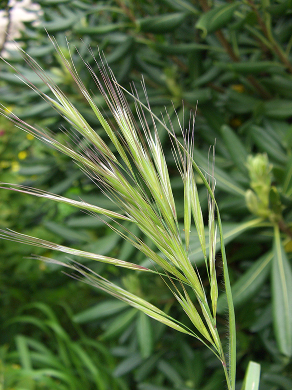 Bromus madritensis