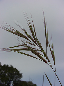Bromus madritensis