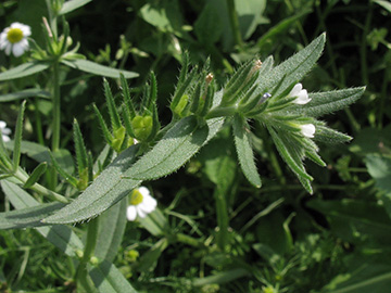 Buglossoides arvensis