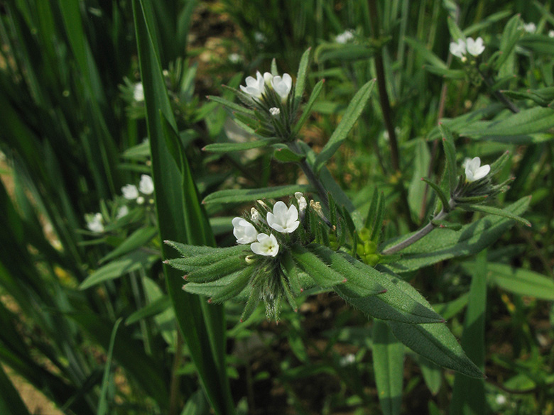 Buglossoides arvensis