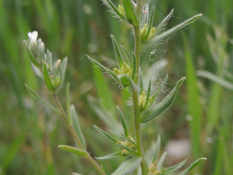 Buglossoides arvensis