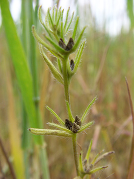 Buglossoides arvensis