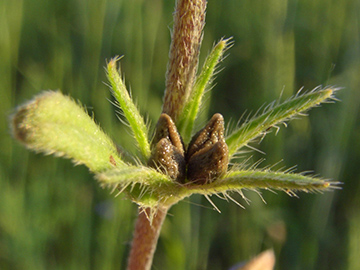 Buglossoides arvensis