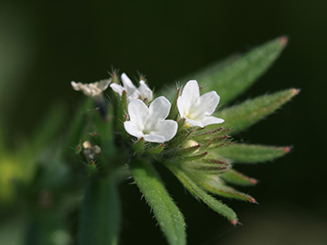 Buglossoides arvensis