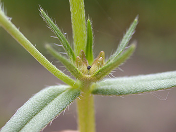 Buglossoides arvensis