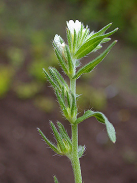 Buglossoides arvensis