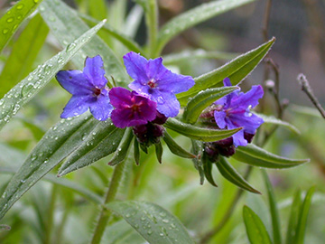 Buglossoides purpurocaerulea